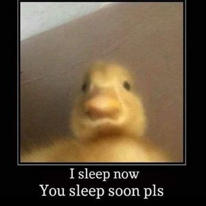 Meet your Posher, Daniela